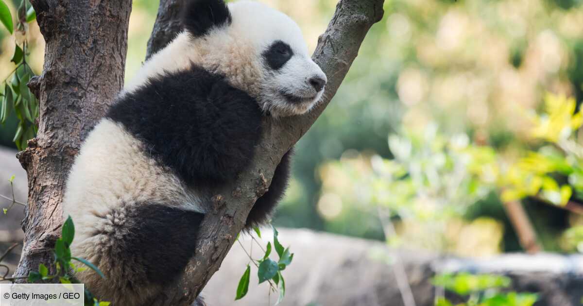 , En Corée du Sud, un zoo révèle le nom de deux pandas jumeaux