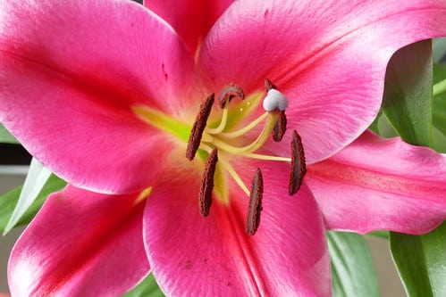 , 純潔,L1490162 Lily rose
sur Flickr