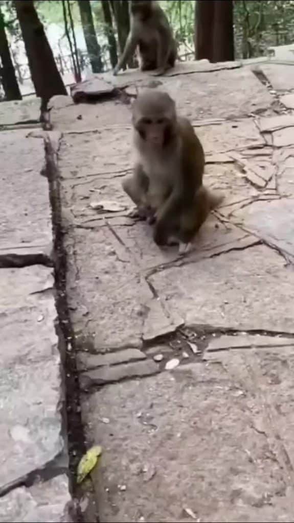 , Tiktok (hacerse una paja): Ne fais pas le singe