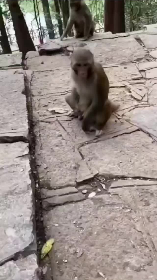 , Tiktok (hacerse una paja): Ne fais pas le singe