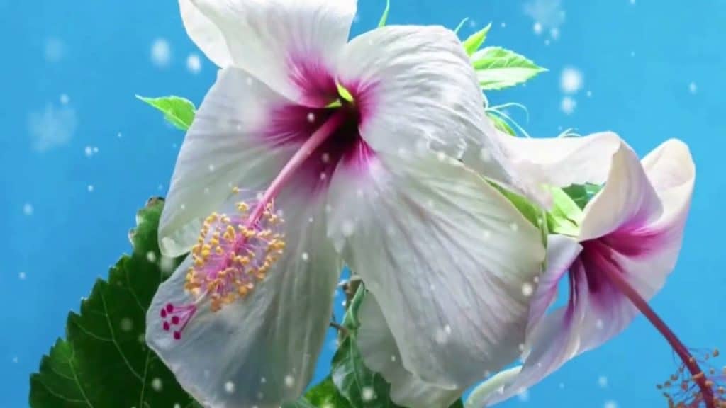 , masturbate; Docteur prévient: les erreurs de masturbation après 65 qui nuisent silencieusement aux hommes plus âgés! Meilleure motivation.