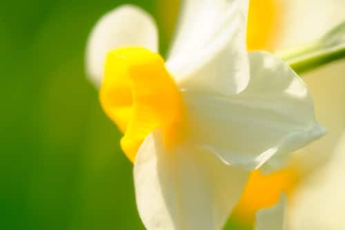 , Flickr (自己愛): 自己愛