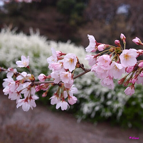 , 純潔; Yoshino Somei / Prunus × yedoensis Matsumura