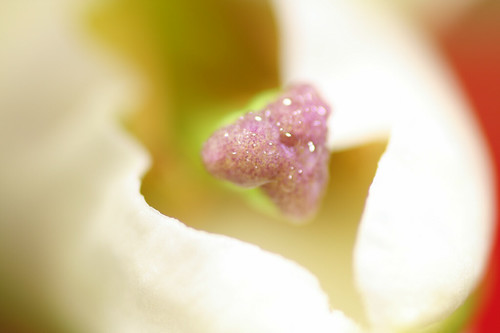 , 純潔,virginité
sur Flickr