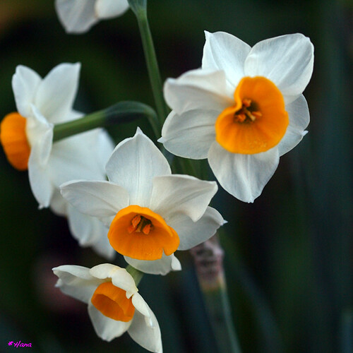 , 自己愛; Narcisse japonais/Narcissus tazetta var. chinois