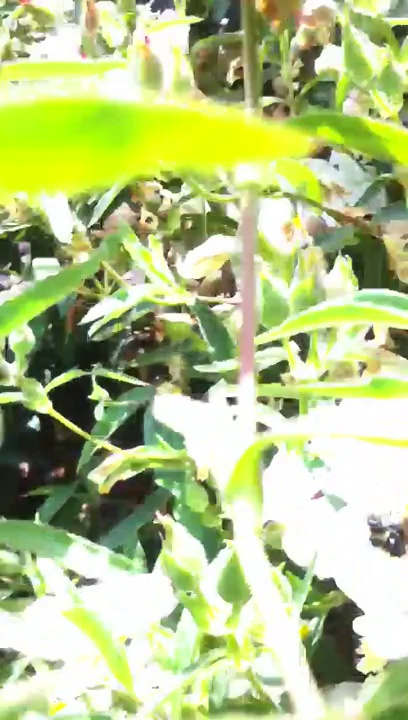 , Daily Motion (anti-porn): Porno d’abeille