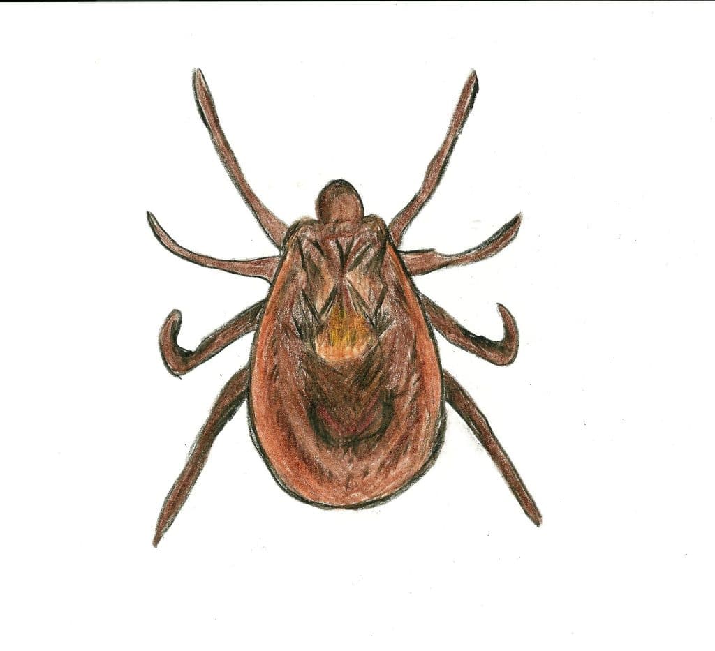 , tselomudrie,What Is The Hushed Truth About Lyme Disease? A Recovery Story, Part 4. sur Pinterest