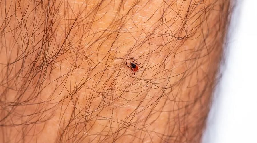 , tselomudrie; Be Mindful of Ticks: It’s Lyme Disease Awareness Month