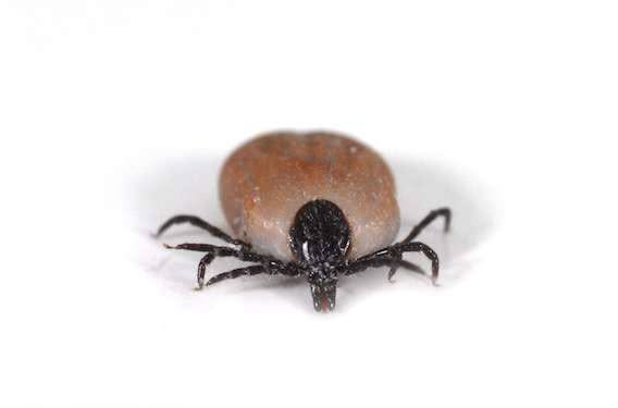 , tselomudrie; Maladie de Lyme : mal évaluée et mal traitée